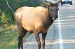 Um veado passeia tranquilamente pelas estradas movimentadas do Yellowstone National Park, em Wyoming, nos Estados Unidos